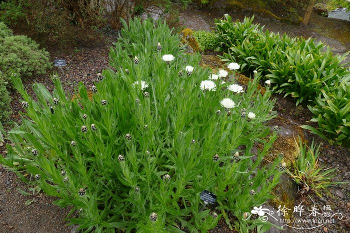 桂竹香叶矢车菊 Centaurea cheiranthifolia