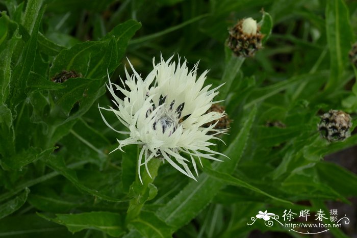 桂竹香叶矢车菊 Centaurea cheiranthifolia