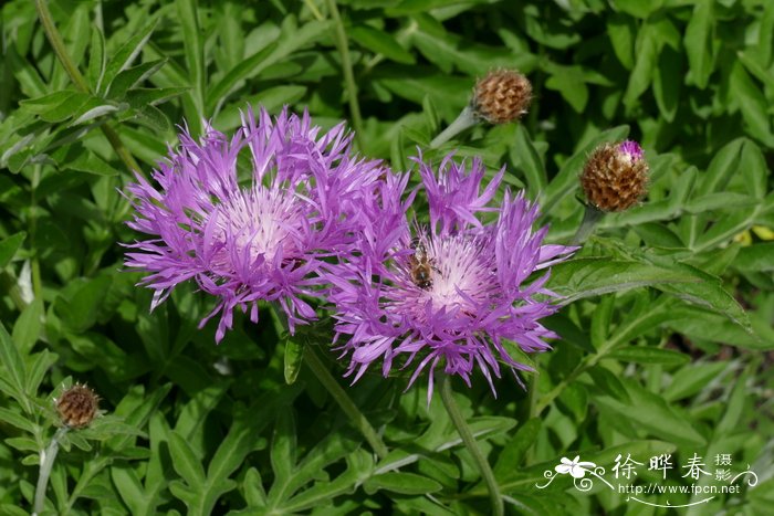 羽裂矢车菊Centaurea dealbata