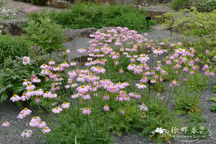 红花除虫菊Tanacetum coccineum