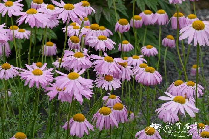 红花除虫菊Tanacetum coccineum