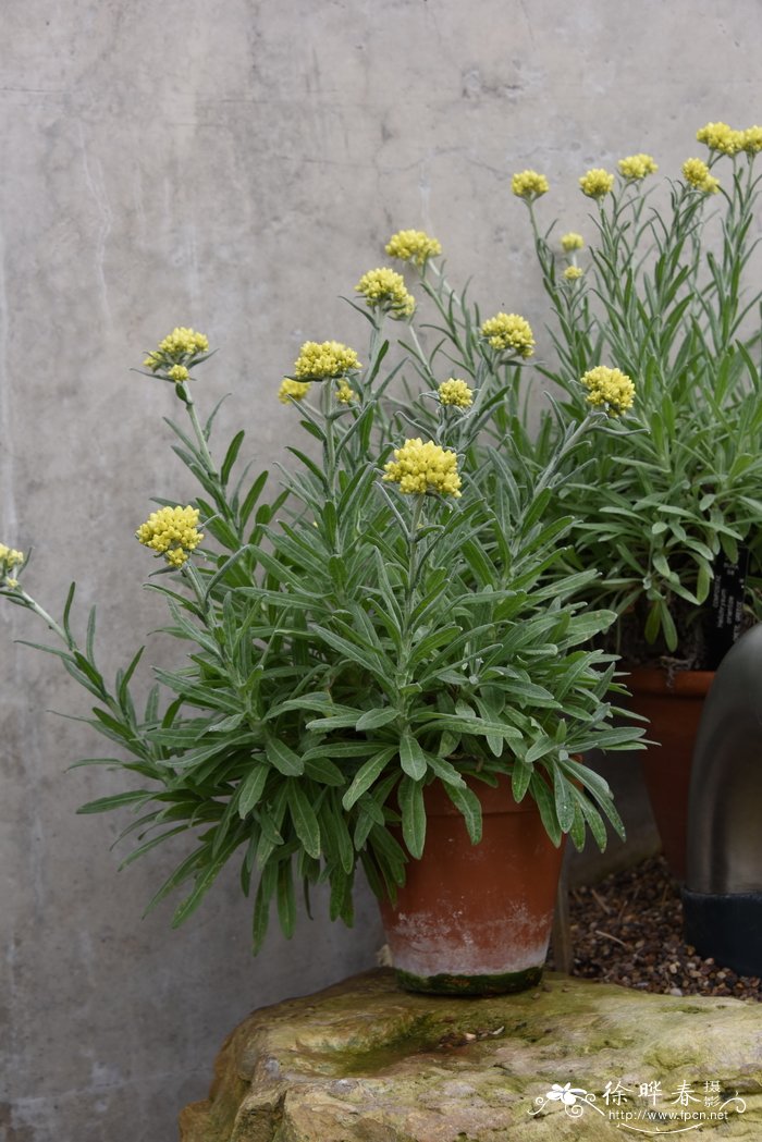 东方蜡菊Helichrysum orientale