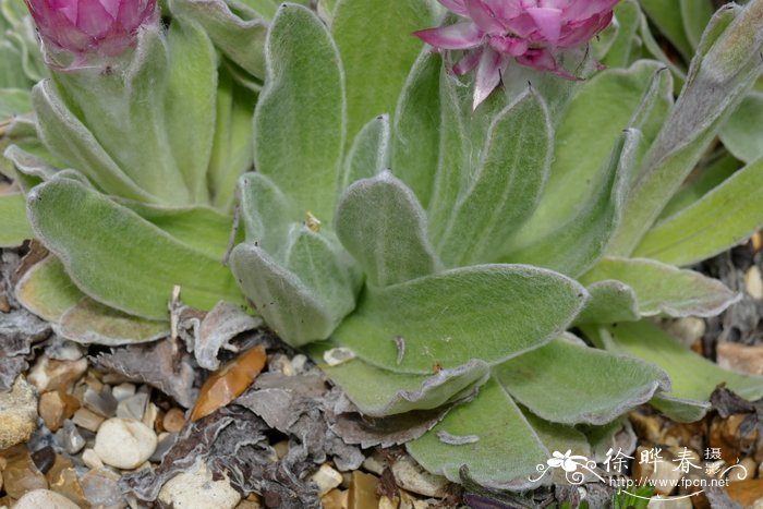 非洲蜡菊Helichrysum ecklonis