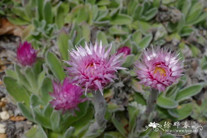 非洲蜡菊Helichrysum ecklonis