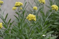 东方蜡菊Helichrysum orientale