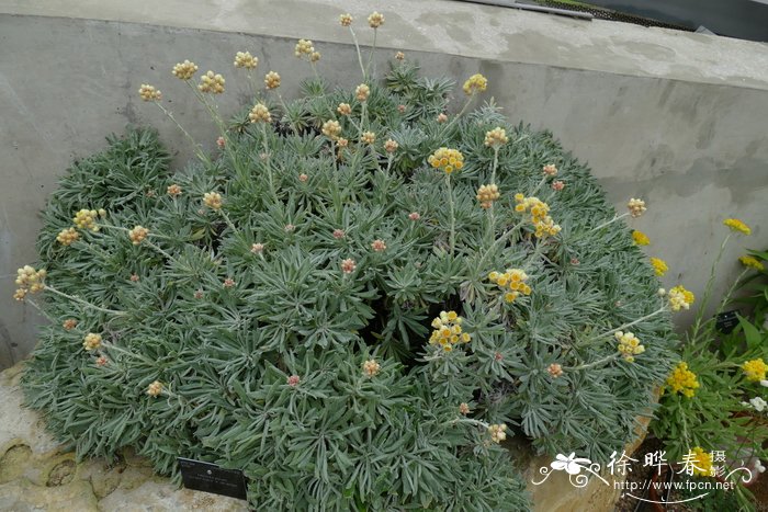 克里特蜡菊 Helichrysum orientale