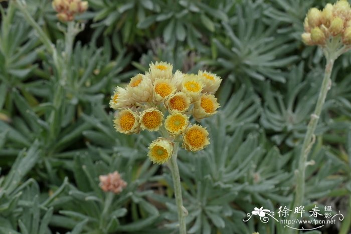 克里特蜡菊 Helichrysum orientale