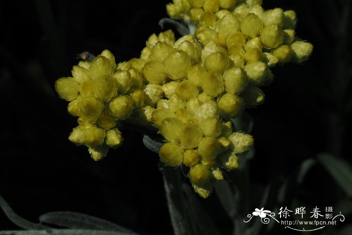 克里特蜡菊 Helichrysum orientale