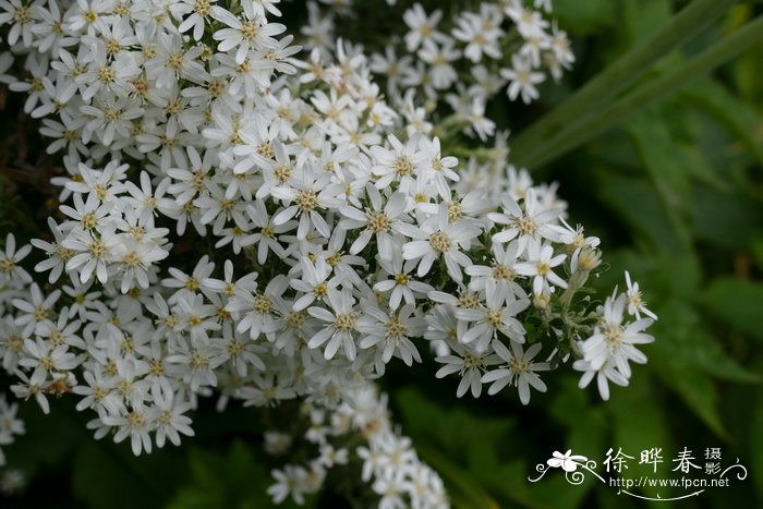 赛龙榄叶菊Olearia × scilloniensis