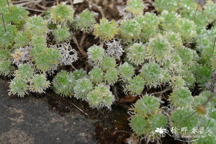 硬毛山芫荽Cotula hispida