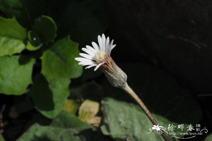 心叶一支箭Piloselloides cordata