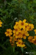 芳香万寿菊Tagetes lemmonii