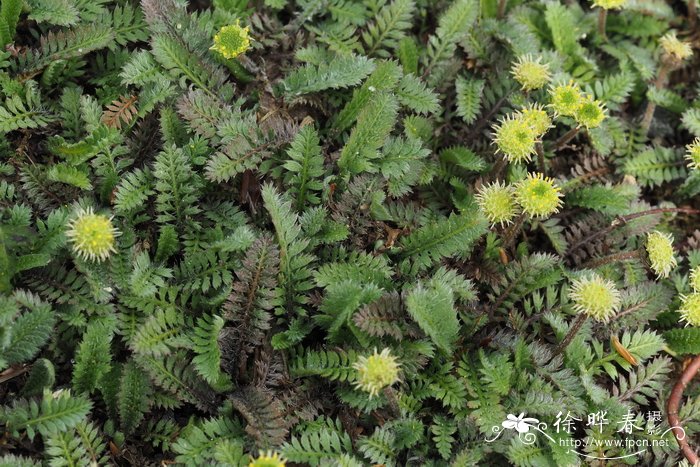 '普拉特黑'暗色异柱菊Leptinella squalida 'Platt's Black'