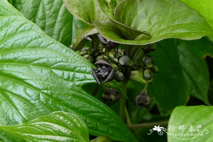 掌裂蒟蒻薯Tacca palmatifida