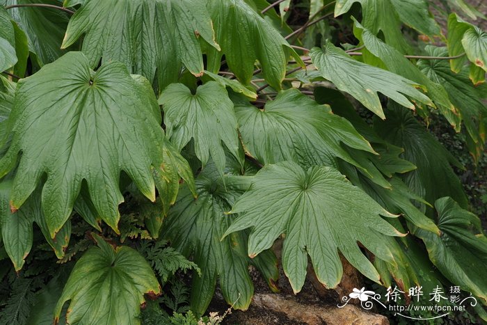 掌裂蒟蒻薯Tacca palmatifida