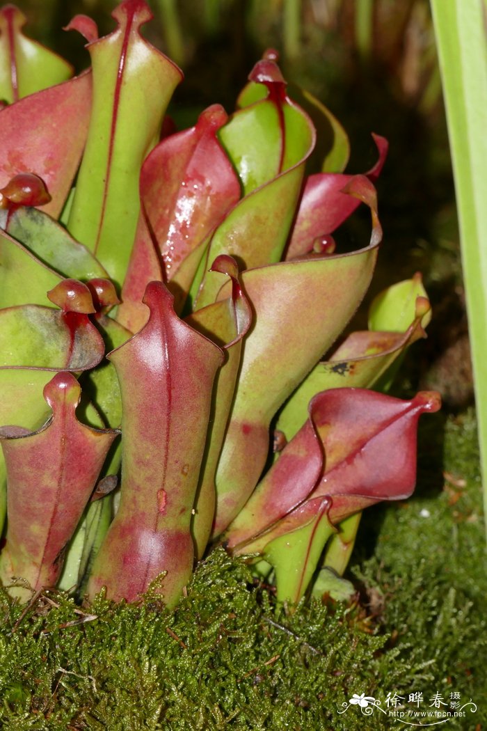 小卷瓶子草Heliamphora minor