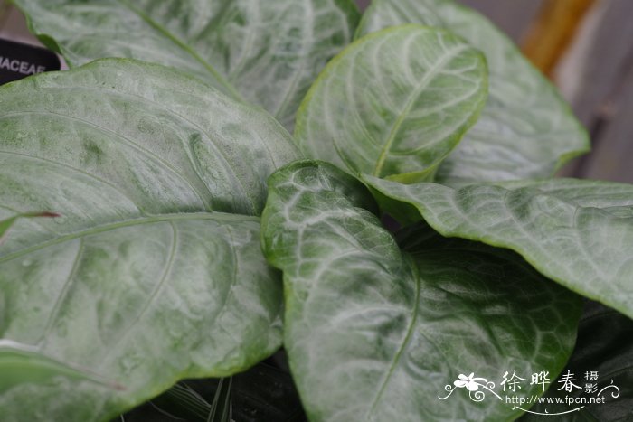 红单药花Aphelandra aurantiaca