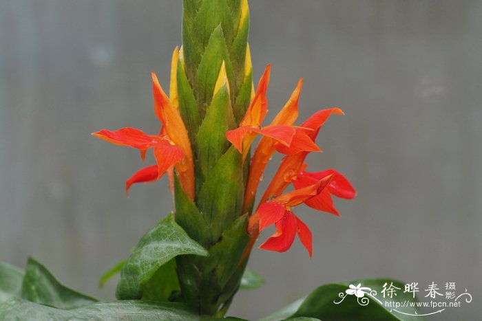 红单药花Aphelandra aurantiaca