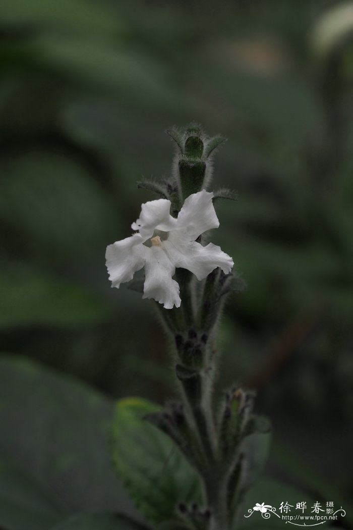 糯米香Strobilanthes tonkinensis