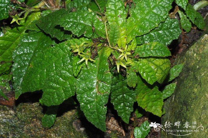 长梗岛岩桐 Gesneria pedicellaris