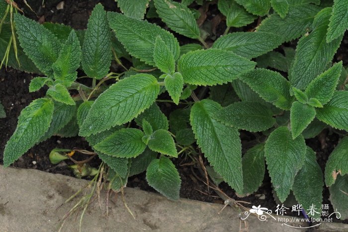 Streptocarpus hilsenbergii