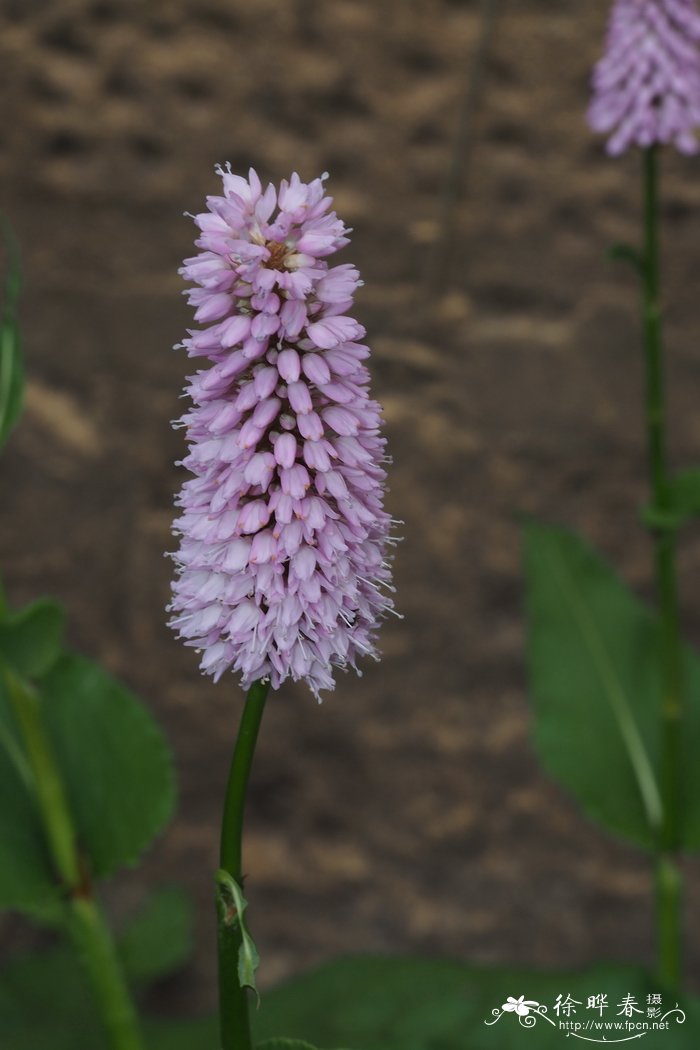 拳参 Polygonum bistorta