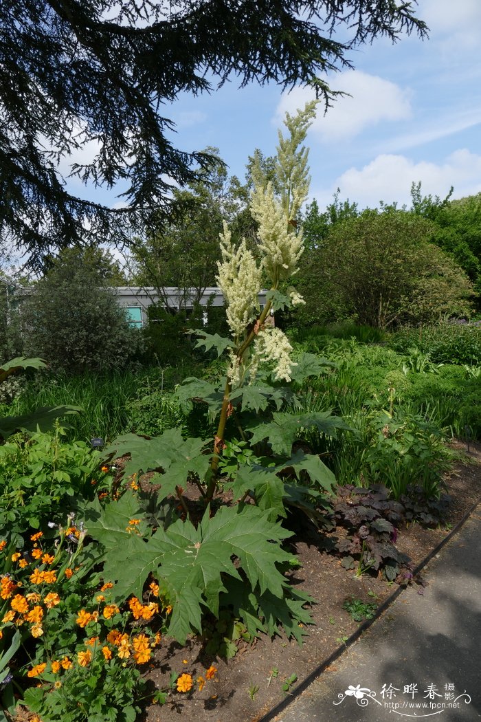 鸡爪大黄Rheum palmatum var. tanguticum