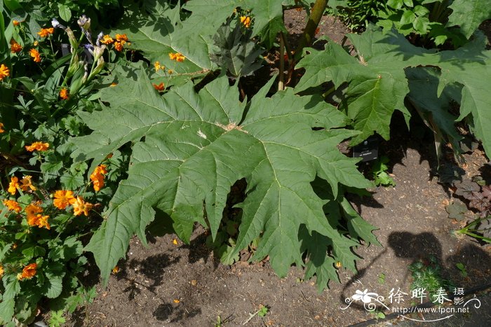 鸡爪大黄Rheum palmatum var. tanguticum