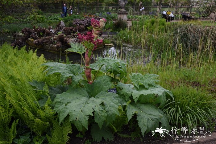 掌叶大黄Rheum palmatum