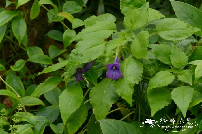 多痕奇柱苣苔 Deinostigma cicatricosa