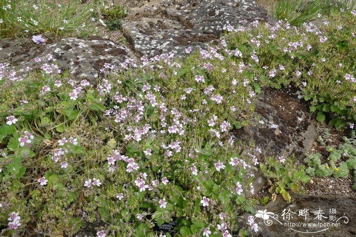 天竺葵状牻牛儿苗Erodium pelargoniiflorum