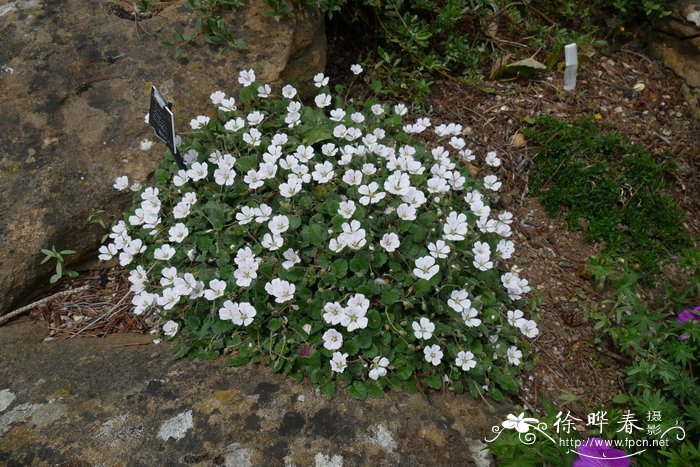 斗篷状牻牛儿苗Erodium reichardii