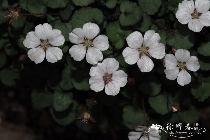 斗篷状牻牛儿苗Erodium reichardii