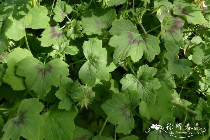 斗蓬草天竺葵 Pelargonium alchemilloides