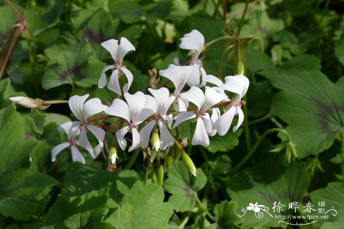 斗蓬草天竺葵 Pelargonium alchemilloides