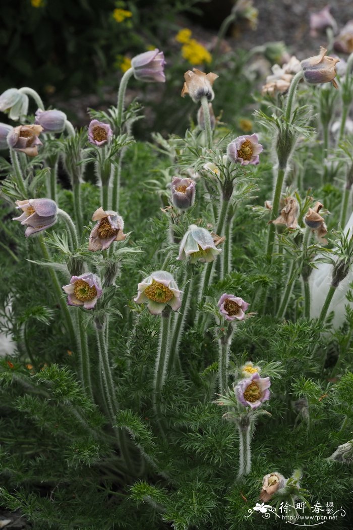 格鲁吉亚白头翁Pulsatilla georgica