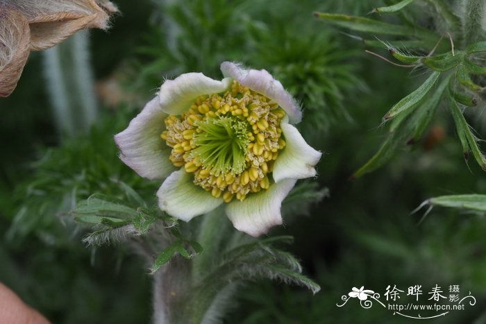 格鲁吉亚白头翁Pulsatilla georgica