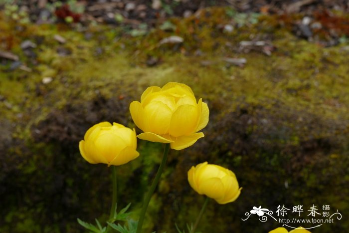 欧洲金莲花 Trollius europaeus