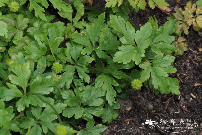 白花亚平宁银莲花Anemone apennina var. albiflora