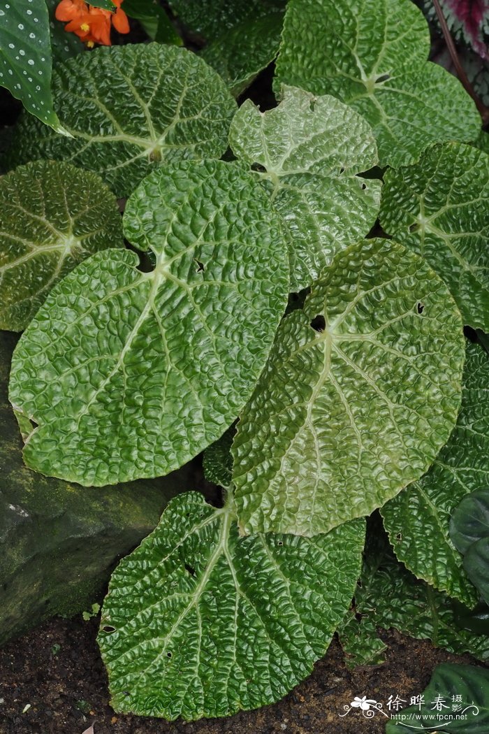 格蒂秋海棠 Begonia gehrtii